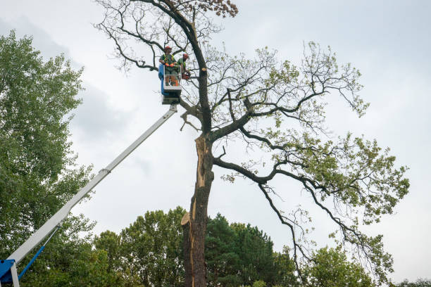 Why Choose Our Tree Removal Services in Marietta, OH?