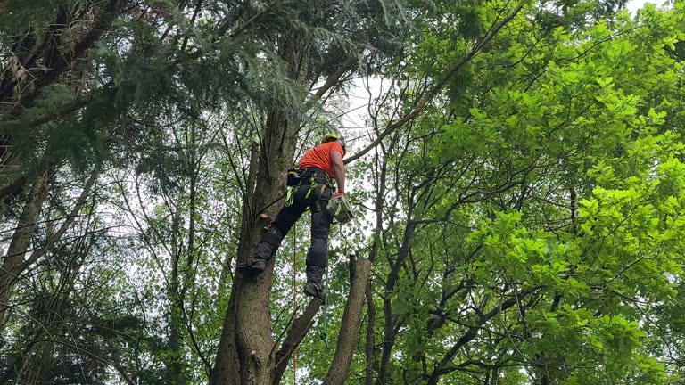 Marietta, OH  Tree Services Company